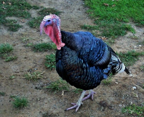 American Thanksgiving turkey