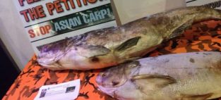 Invasive Asian Carp