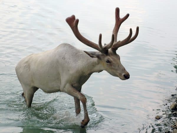 Caribou and monarch butterfly designated