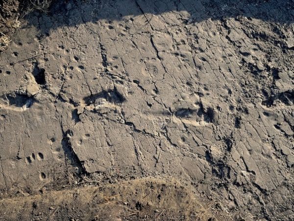 footprints tanzania