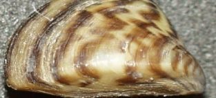 Invasive Zebra mussels