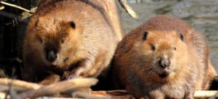 imported Canadian beavers