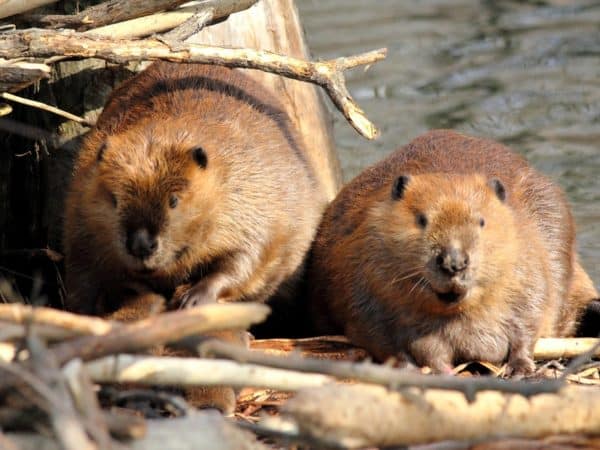 imported Canadian beavers