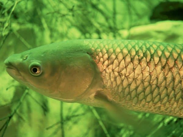 Asian carp Great Lakes