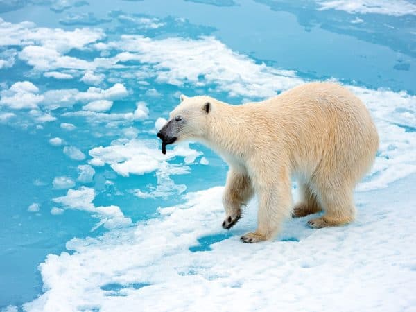 Polar bear populations