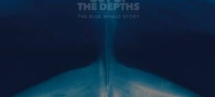 blue whale skeleton