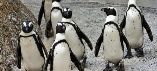 Juvenile African penguins