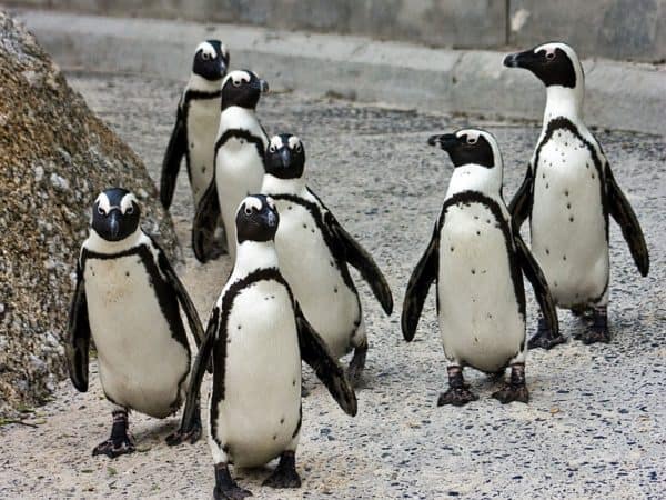 Juvenile African penguins