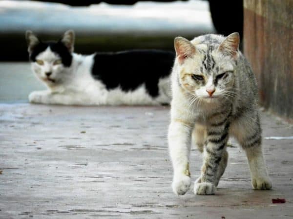 Feral cats Canada