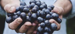 grapes Alzheimer's Disease