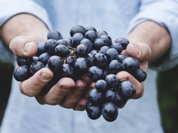 grapes Alzheimer's Disease