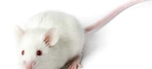 addiction resistant mice