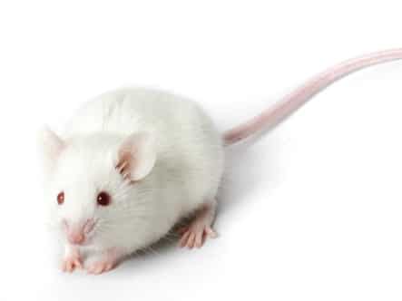 addiction resistant mice