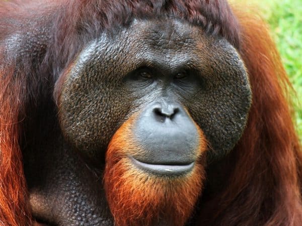 Tinder for orangutans