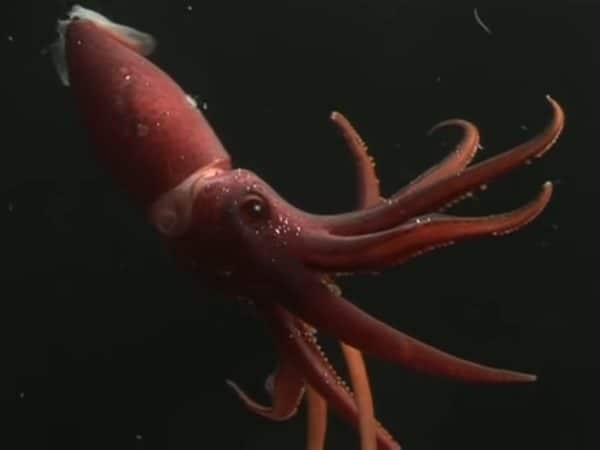 Cockeyed squid