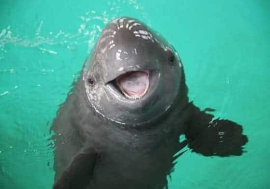 world’s smallest porpoise