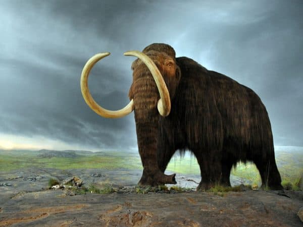 cloning a woolly mammoth 