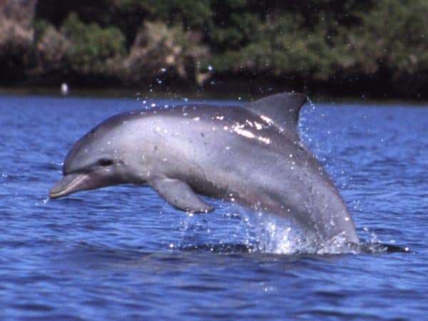 Vancouver whale and dolphin ban