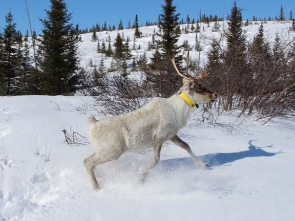 Caribou in Quebec