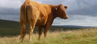 Bovine Tuberculosis