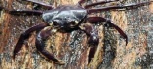 Tree dwelling crab