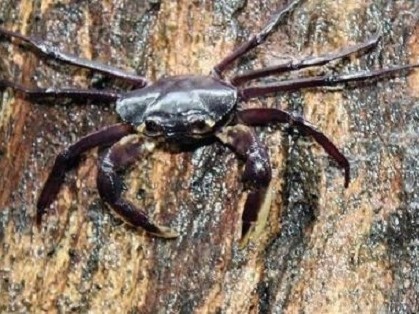 Tree dwelling crab