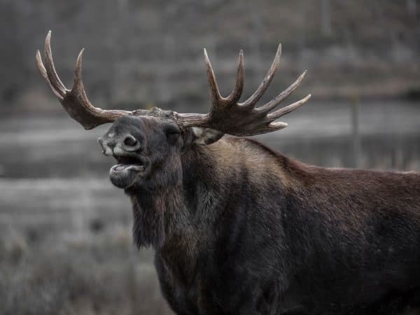 moose tracking app