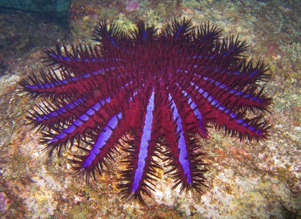 Great Barrier Reef destroying starfish lured away by the promise of sex