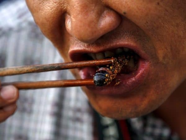 eating insects