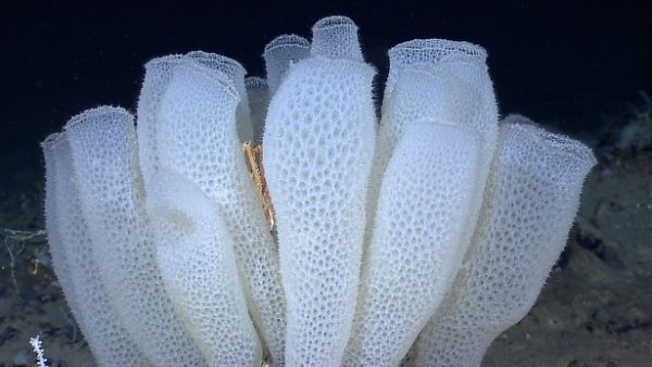 glass sponge reefs