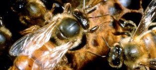 queen bees and pesticides