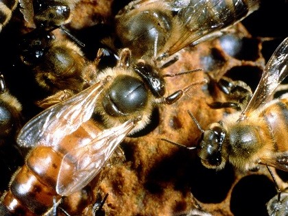 queen bees and pesticides