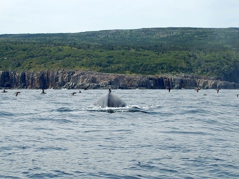 Logy Bay, Newfoundland