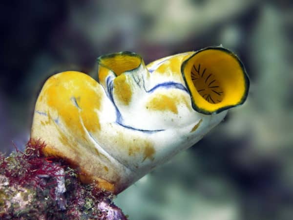 Invasive Sea Squirts Are Being Transported Around The Globe By