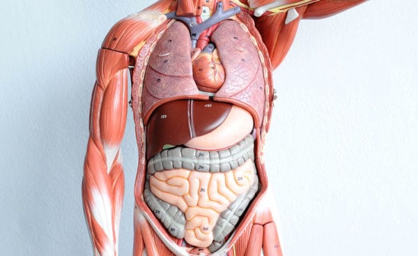 3D printed organs