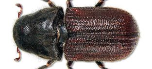 pine beetle