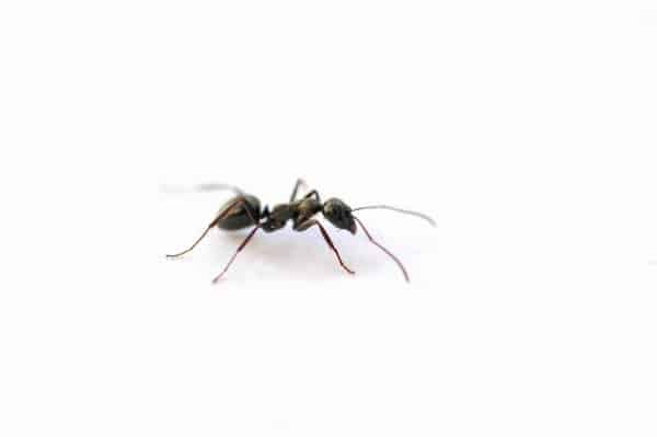 ant bodyguards