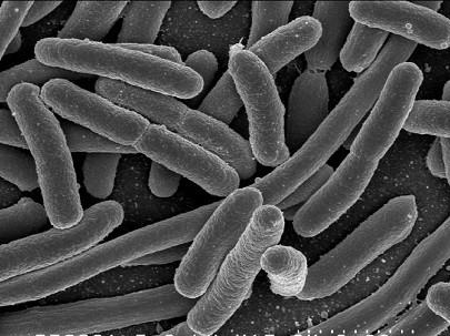 detect e. coli
