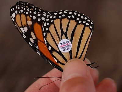 Monarch butterfly Canada