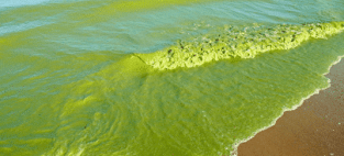 neurotoxin found in blue-green algae