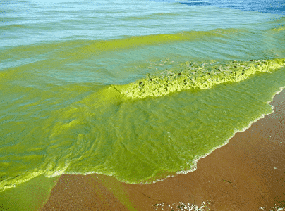 neurotoxin found in blue-green algae