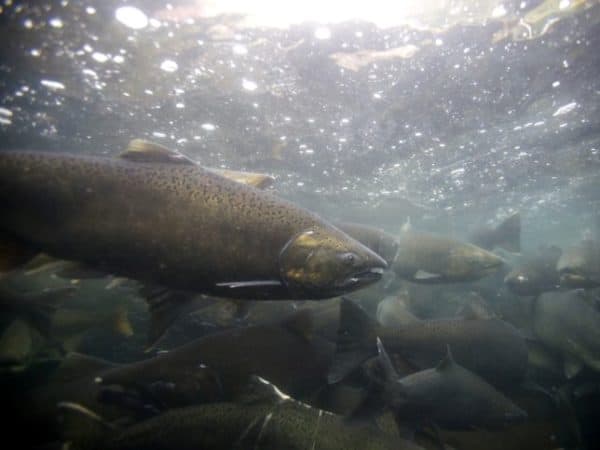 an analysis of chinook salmon Noaa fisheries to assess puget sound chinook salmon fisheries plan may 2018 noaa fisheries wants public comment on an upcoming environmental analysis that could shape fisheries for chinook salmon around puget sound over the next decade. an analysis of chinook salmon Noaa fisheries to assess puget sound chinook salmon fisheries plan may 2018 noaa fisheries wants public comment on an upcoming environmental analysis that could shape fisheries for chinook salmon around puget sound over the next decade.