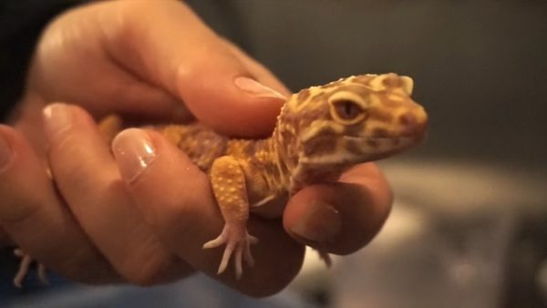 geckos grow new tails