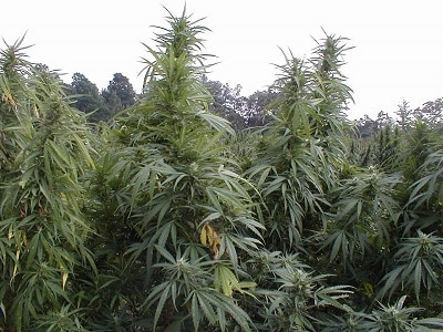Health Canada outdoor marijuana cultivation