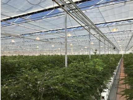 Marijuana plants under lights at a grow operation owned by Canopy Growth