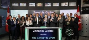 zenabis global's stock