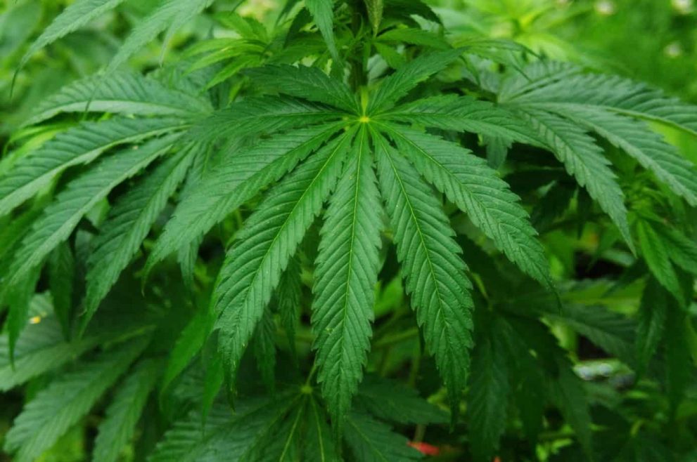 Aphria