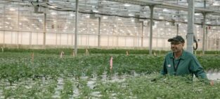 VFF stock