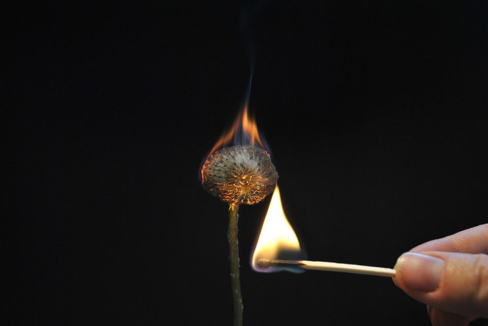 Fire and Flower