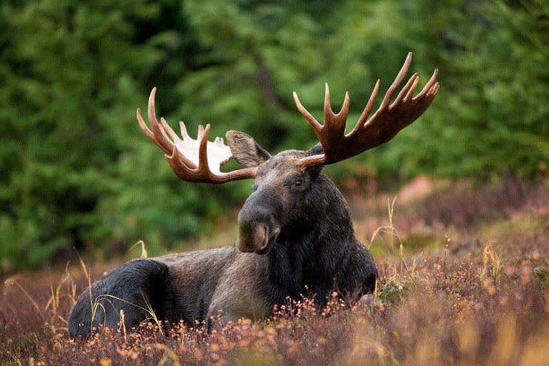 Discover The 15 Most Harmless Wild Animals in Canada - A-Z Animals